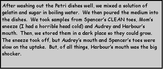 Text Box: After washing out the Petri dishes well, we mixed a solution of gelatin and sugar in boiling water.  We then poured the medium into the dishes.  We took samples from Spencer’s CLEAN toes, Mom’s sneeze (I had a horrible head cold) and Audrey and Harbour’s mouth.  Then, we stored them in a dark place so they could grow.  The sneeze took off, but Audrey’s mouth and Spencer’s toes were slow on the uptake.  But, of all things, Harbour’s mouth was the big shocker.
