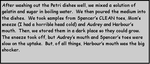 Text Box: After washing out the Petri dishes well, we mixed a solution of gelatin and sugar in boiling water.  We then poured the medium into the dishes.  We took samples from Spencers CLEAN toes, Moms sneeze (I had a horrible head cold) and Audrey and Harbours mouth.  Then, we stored them in a dark place so they could grow.  The sneeze took off, but Audreys mouth and Spencers toes were slow on the uptake.  But, of all things, Harbours mouth was the big shocker.