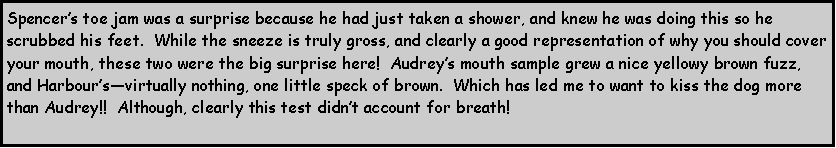 Text Box: Spencers toe jam was a surprise because he had just taken a shower, and knew he was doing this so he scrubbed his feet.  While the sneeze is truly gross, and clearly a good representation of why you should cover your mouth, these two were the big surprise here!  Audreys mouth sample grew a nice yellowy brown fuzz, and Harboursvirtually nothing, one little speck of brown.  Which has led me to want to kiss the dog more than Audrey!!  Although, clearly this test didnt account for breath!