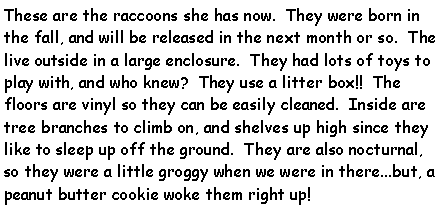 Text Box: These are the raccoons she has now.  They were born in the fall, and will be released in the next month or so.  The live outside in a large enclosure.  They had lots of toys to play with, and who knew?  They use a litter box!!  The floors are vinyl so they can be easily cleaned.  Inside are tree branches to climb on, and shelves up high since they like to sleep up off the ground.  They are also nocturnal, so they were a little groggy when we were in there...but, a peanut butter cookie woke them right up!