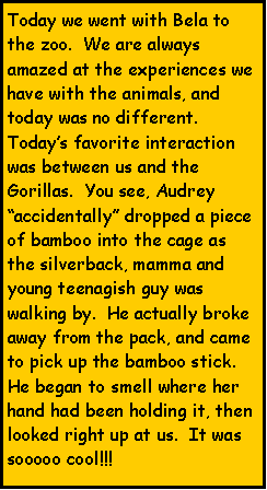 Text Box: Today we went with Bela to the zoo.  We are always amazed at the experiences we have with the animals, and today was no different.  Todays favorite interaction was between us and the Gorillas.  You see, Audrey accidentally dropped a piece of bamboo into the cage as the silverback, mamma and young teenagish guy was walking by.  He actually broke away from the pack, and came to pick up the bamboo stick.  He began to smell where her hand had been holding it, then looked right up at us.  It was sooooo cool!!!  