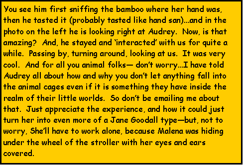 Text Box: You see him first sniffing the bamboo where her hand was, then he tasted it (probably tasted like hand san)...and in the photo on the left he is looking right at Audrey.  Now, is that amazing?  And, he stayed and interacted with us for quite a while.  Passing by, turning around, looking at us.  It was very cool.  And for all you animal folks dont worry...I have told Audrey all about how and why you dont let anything fall into the animal cages even if it is something they have inside the realm of their little worlds.  So dont be emailing me about that.  Just appreciate the experience, and how it could just turn her into even more of a Jane Goodall typebut, not to worry, Shell have to work alone, because Malena was hiding under the wheel of the stroller with her eyes and ears covered.  