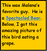 Text Box: This was Malenas favorite guy.  He is a Spectacled Bear.Below, I got this amazing picture of this bird eating a grape.
