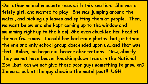 Text Box: Our other animal encounter was with this sea lion.  She was a feisty girl, and wanted to play.  She was jumping around the water, and picking up leaves and spitting them at people.  Then, we went below and she kept coming up to the window and swimming right up to the kids!  She even chuckled her head at them a few times.  I would hav had more photos, but just then the one and only school group descended upon us...and that was that.  Below, we begin our beaver observations.  Now, clearly they cannot have beaver knocking down trees in the National Zoo...but, can we not give these poor guys something to gnaw on?  I mean...look at the guy chewing the metal post!!  UGH!