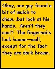 Text Box: Okay, one guy found a bit of mulch to chew...but look at his hands.  Arent they cool?  The fingernails look humanwell, except for the fact they are dark brown.