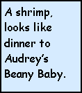 Text Box: A shrimp, looks like dinner to Audreys Beany Baby.
