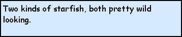 Text Box: Two kinds of starfish, both pretty wild looking.