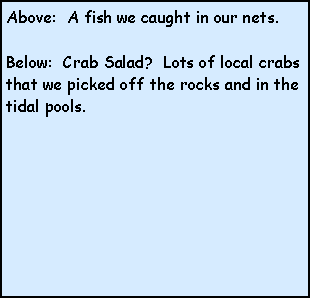 Text Box: Above:  A fish we caught in our nets.Below:  Crab Salad?  Lots of local crabs that we picked off the rocks and in the tidal pools.  