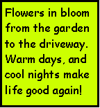Text Box: Flowers in bloom from the garden to the driveway.Warm days, and cool nights make life good again!