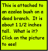 Text Box: This is attached to an azalea bush on a dead branch.  It is about 1 1/2 inches tall.  What is it?  Click on the picture to see! 
