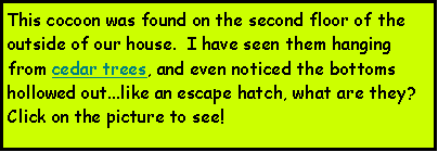 Text Box: This cocoon was found on the second floor of the outside of our house.  I have seen them hanging from cedar trees, and even noticed the bottoms hollowed out...like an escape hatch, what are they?  Click on the picture to see!