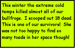 Text Box: This winter the extreme cold temps killed almost all of our bullfrogs.  I scooped out 18 dead.  This is one of our survivors!  She was not too happy to find so many toads in her space though!