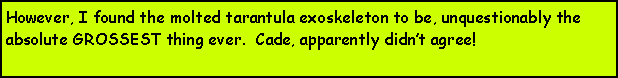 Text Box: However, I found the molted tarantula exoskeleton to be, unquestionably the absolute GROSSEST thing ever.  Cade, apparently didnt agree!  