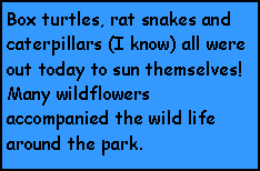 Text Box: Box turtles, rat snakes and caterpillars (I know) all were out today to sun themselves!  Many wildflowers accompanied the wild life around the park.