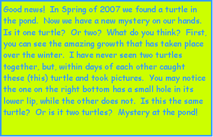 Text Box: Good news!  In Spring of 2007 we found a turtle in the pond.  Now we have a new mystery on our hands.  Is it one turtle?  Or two?  What do you think?  First, you can see the amazing growth that has taken place over the winter.  I have never seen two turtles together, but, within days of each other caught these (this) turtle and took pictures.  You may notice the one on the right bottom has a small hole in its lower lip, while the other does not.  Is this the same turtle?  Or is it two turtles?  Mystery at the pond!