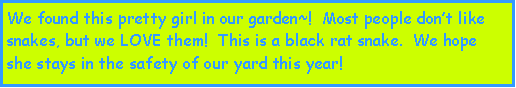 Text Box: We found this pretty girl in our garden~!  Most people dont like snakes, but we LOVE them!  This is a black rat snake.  We hope she stays in the safety of our yard this year!  