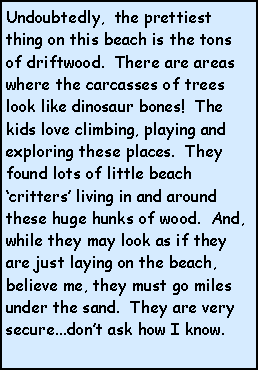 Text Box: Undoubtedly,  the prettiest thing on this beach is the tons of driftwood.  There are areas where the carcasses of trees look like dinosaur bones!  The kids love climbing, playing and exploring these places.  They found lots of little beach critters living in and around these huge hunks of wood.  And, while they may look as if they are just laying on the beach, believe me, they must go miles under the sand.  They are very secure...dont ask how I know.