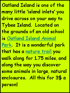Text Box: Oatland Island is one of the many little island inlets you drive across on your way to Tybee Island.  Located on the grounds of an old school is Oatland Island Animal Park.  It is a wonderful park that has a nature trail you walk along for 1.75 miles, and along the way you discover some animals in large, natural enclosures.  All this for 3$ a person!  