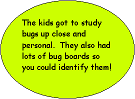 Oval: The kids got to study bugs up close and personal.  They also had lots of bug boards so you could identify them!  
