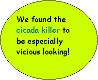 Oval: We found the cicada killer to be especially vicious looking!