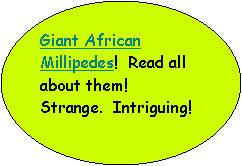 Oval: Giant African Millipedes!  Read all about them!  Strange.  Intriguing! 