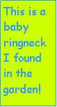 Text Box: This is a baby ringneck I found in the garden!