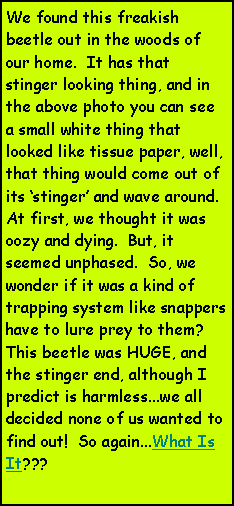 Text Box: We found this freakish beetle out in the woods of our home.  It has that stinger looking thing, and in the above photo you can see a small white thing that looked like tissue paper, well, that thing would come out of its stinger and wave around.  At first, we thought it was oozy and dying.  But, it seemed unphased.  So, we wonder if it was a kind of trapping system like snappers have to lure prey to them?  This beetle was HUGE, and the stinger end, although I predict is harmless...we all decided none of us wanted to find out!  So again...What Is It???