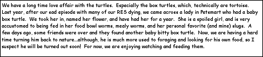 Text Box: We have a long time love affair with the turtles.  Especially the box turtles, which, technically are tortoise.  Last year, after our sad episode with many of our RES dying, we came across a lady in Petsmart who had a baby box turtle.  We took her in, named her flower, and have had her for a year.  She is a spoiled girl, and is very accustomed to being fed in her food bowl worms, mealy worms, and her personal favorite (and mine) slugs.  A few days ago, some friends were over and they found another baby bitty box turtle.  Now, we are having a hard time turning him back to nature...although, he is much more used to foraging and looking for his own food, so I suspect he will be turned out soon!  For now, we are enjoying watching and feeding them.