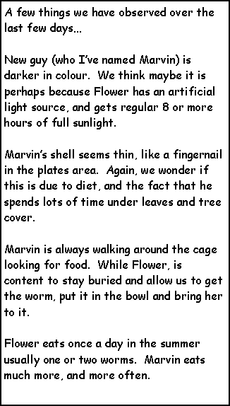 Text Box: A few things we have observed over the last few daysNew guy (who Ive named Marvin) is darker in colour.  We think maybe it is perhaps because Flower has an artificial light source, and gets regular 8 or more hours of full sunlight.  Marvins shell seems thin, like a fingernail in the plates area.  Again, we wonder if this is due to diet, and the fact that he spends lots of time under leaves and tree cover.Marvin is always walking around the cage looking for food.  While Flower, is content to stay buried and allow us to get the worm, put it in the bowl and bring her to it.  

Flower eats once a day in the summer usually one or two worms.  Marvin eats much more, and more often.  