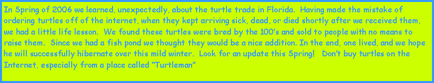 Text Box: In Spring of 2006 we learned, unexpectedly, about the turtle trade in Florida.  Having made the mistake of ordering turtles off of the internet, when they kept arriving sick, dead, or died shortly after we received them, we had a little life lesson.  We found these turtles were bred by the 100s and sold to people with no means to raise them.  Since we had a fish pond we thought they would be a nice addition. In the end, one lived, and we hope he will successfully hibernate over this mild winter.  Look for an update this Spring!   Dont buy turtles on the Internet, especially from a place called Turtleman