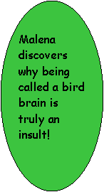 Oval: Malena discovers why being called a bird brain is truly an insult!