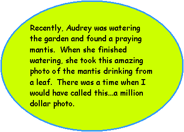 Oval: Recently, Audrey was watering the garden and found a praying mantis.  When she finished watering, she took this amazing photo of the mantis drinking from a leaf.  There was a time when I would have called this...a million dollar photo.  

