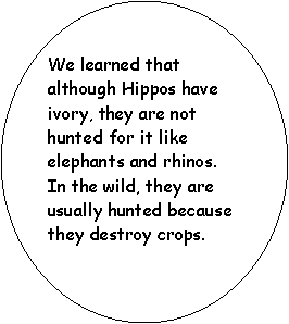 Oval: We learned that although Hippos have ivory, they are not hunted for it like elephants and rhinos.  In the wild, they are usually hunted because they destroy crops.  
