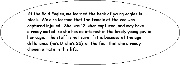 Oval: At the Bald Eagles, we learned the beak of young eagles is black.  We also learned that the female at the zoo was captured injured.  She was 12 when captured, and may have already mated, so she has no interest in the lovely young guy in her cage.  The staff is not sure if it is because of the age difference (hes 8, shes 25), or the fact that she already chosen a mate in this life. 