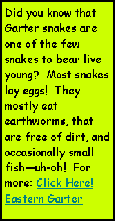 Text Box: Did you know that Garter snakes are one of the few snakes to bear live young?  Most snakes lay eggs!  They mostly eat earthworms, that are free of dirt, and occasionally small fishuh-oh!  For more: Click Here!Eastern Garter 