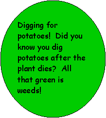 Oval: Digging for potatoes!  Did you know you dig potatoes after the plant dies?  All that green is weeds!  