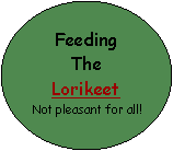Oval: Feeding The LorikeetNot pleasant for all!