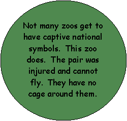 Oval: Not many zoos get to have captive national symbols.  This zoo does.  The pair was injured and cannot fly.  They have no cage around them.