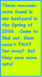 Text Box: These raccoons were found in our backyard in the Spring of 2006.  Come to find out, Mom wasnt THAT far away!  But they sure were cute!