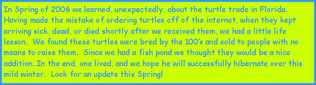 Text Box: In Spring of 2006 we learned, unexpectedly, about the turtle trade in Florida.  Having made the mistake of ordering turtles off of the internet, when they kept arriving sick, dead, or died shortly after we received them, we had a little life lesson.  We found these turtles were bred by the 100s and sold to people with no means to raise them.  Since we had a fish pond we thought they would be a nice addition. In the end, one lived, and we hope he will successfully hibernate over this mild winter.  Look for an update this Spring!   