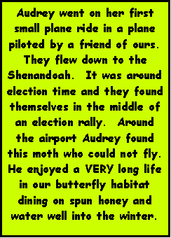 Text Box: Audrey went on her first small plane ride in a plane piloted by a friend of ours.  They flew down to the Shenandoah.  It was around election time and they found themselves in the middle of an election rally.  Around the airport Audrey found this moth who could not fly.  He enjoyed a VERY long life in our butterfly habitat dining on spun honey and water well into the winter.
