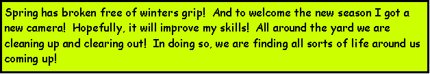 Text Box: Spring has broken free of winters grip!  And to welcome the new season I got a new camera!  Hopefully, it will improve my skills!  All around the yard we are cleaning up and clearing out!  In doing so, we are finding all sorts of life around us coming up!