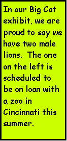 Text Box: In our Big Cat exhibit, we are proud to say we have two male lions.  The one on the left is scheduled to be on loan with a zoo in Cincinnati this summer.   