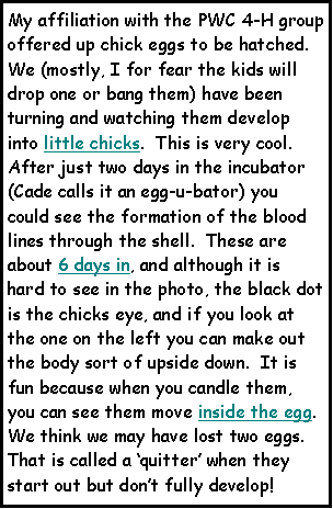 Text Box: My affiliation with the PWC 4-H group offered up chick eggs to be hatched.  We (mostly, I for fear the kids will drop one or bang them) have been turning and watching them develop into little chicks.  This is very cool.  After just two days in the incubator (Cade calls it an egg-u-bator) you could see the formation of the blood lines through the shell.  These are about 6 days in, and although it is hard to see in the photo, the black dot  is the chicks eye, and if you look at the one on the left you can make out the body sort of upside down.  It is fun because when you candle them, you can see them move inside the egg.  We think we may have lost two eggs.  That is called a quitter when they start out but dont fully develop!  