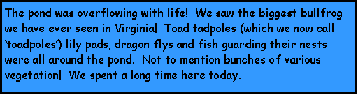 Text Box: The pond was overflowing with life!  We saw the biggest bullfrog we have ever seen in Virginia!  Toad tadpoles (which we now call toadpoles) lily pads, dragon flys and fish guarding their nests were all around the pond.  Not to mention bunches of various vegetation!  We spent a long time here today.