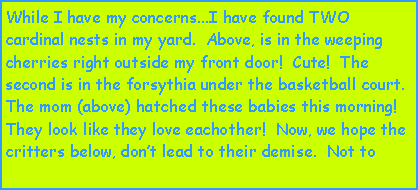 Text Box: While I have my concerns...I have found TWO cardinal nests in my yard.  Above, is in the weeping cherries right outside my front door!  Cute!  The second is in the forsythia under the basketball court.  The mom (above) hatched these babies this morning!  They look like they love eachother!  Now, we hope the critters below, dont lead to their demise.  Not to 